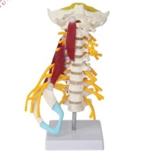 Medical Tech General Trading - Spine Model PVC Material Advanced Cervical Human Spine Model