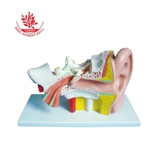 Medical Tech General Trading - External ,middle and inner ear model