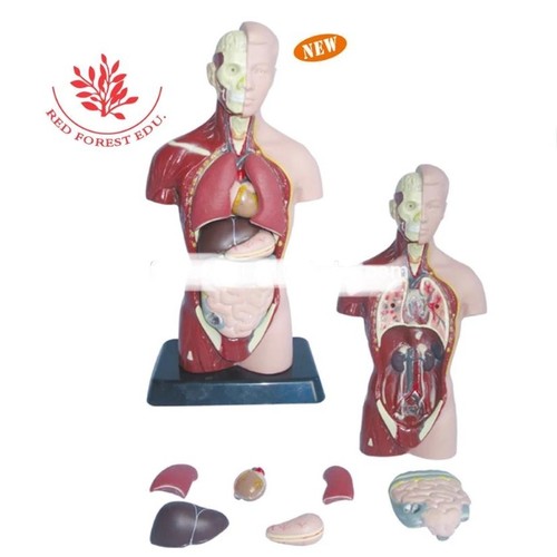 Medical Tech General Trading - Human torso with head, neck and trunk model