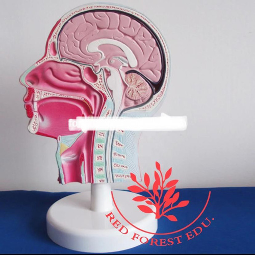 Anatomical model of head and neck nerves and vessels