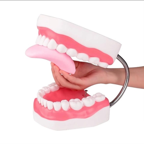 Medical Tech General Trading - Jaw and tooth model