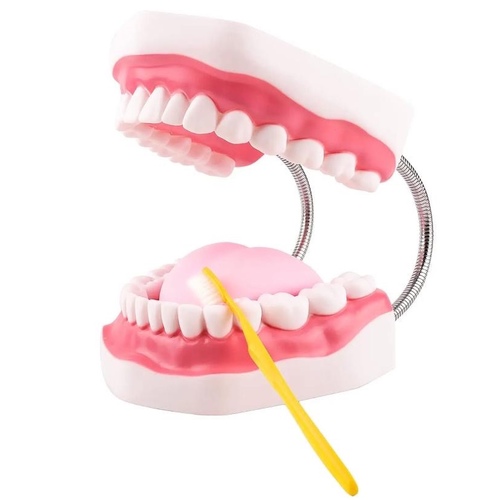 Jaw and tooth model