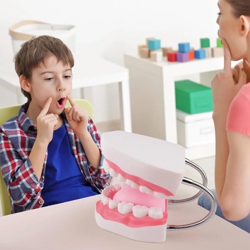 Jaw and tooth model