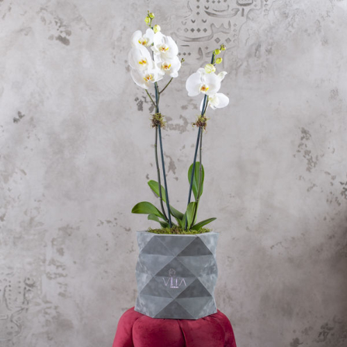 Latina - 3D Box grey Color Contains orchid flower and flat muse Height 60 width 25