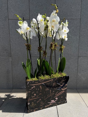 Tre Orchids - Box with Arabic shape contains 3 orchids plants
H: 90cm
w: 40 cm