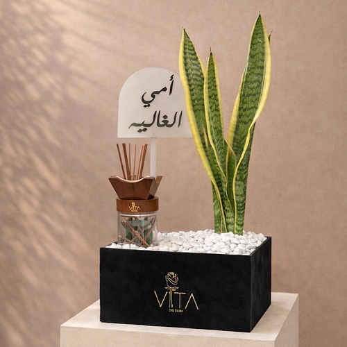 Botanic Bliss - A box featuring snake plant with mubkhar with an empty space down to place the bakour, and a topper. Height: 50 Width: 20