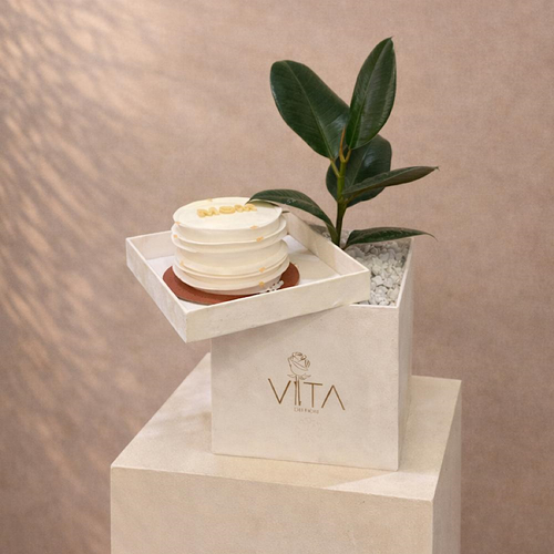 Piece of nature - A box featuring rubber plant with a cake. Height: 50 Width: 20