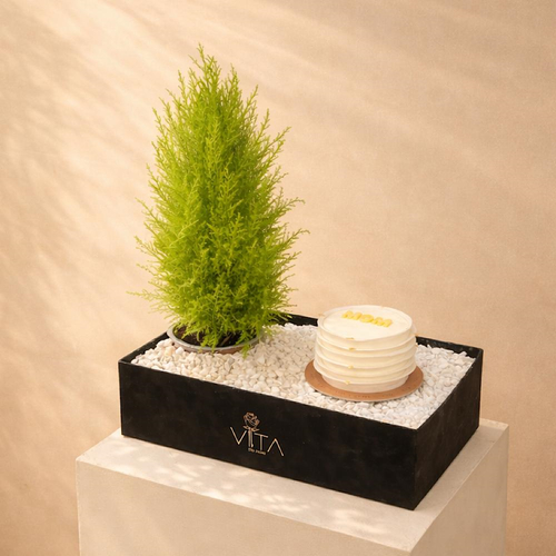 Nature Basket - A box contains goldcrest plant with a cake. 
 Height: 50 Width: 40