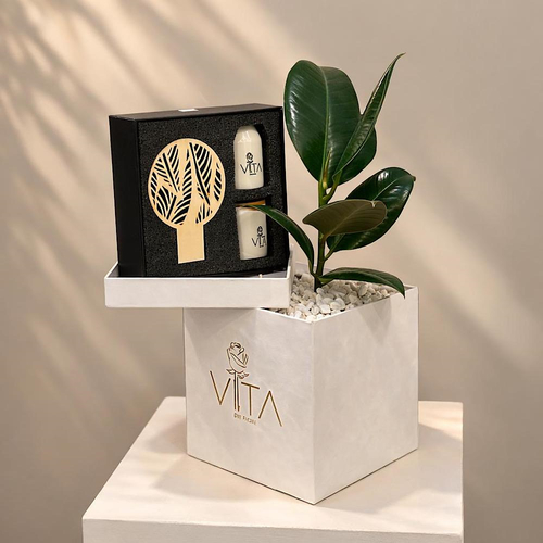 Fresh Roots - A white box contains featuring rubber plant package diffuser and candle and the oil perfume Height: 50 Width: 20