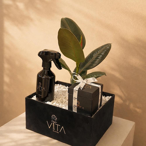 Planty - A bouquet containing a rubber plant with chocolates and a home spray. Height: 50 Width: 20