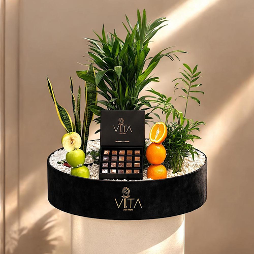 Floriva - A round box that contains a snake plant, butterfly palm, and parlor palm plants, arranged beautifully. Comes with chocolates. Height: 50 cm Width: 40 cm