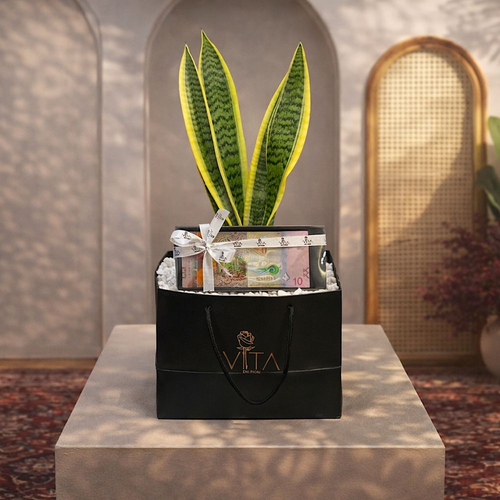 Klaus - Black bag contains snake plant, with money box 
 Height: 50 Width: 20