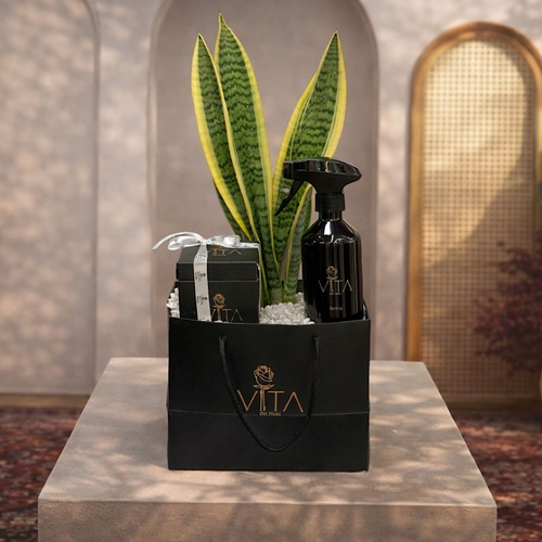 Union - This black bag contains a snake plant, with chocolates and a home spray. Height: 50 Width: 20