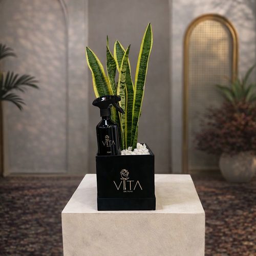 Sylvara - A black box contains snake plant, with a home spray. Height: 50 Width: 15
