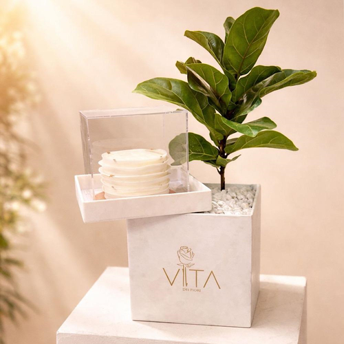 Lunel - This white box contains a fiddle leaf fig plant, arranged beautifully in a box with a cake. Height: 50 Width: 20