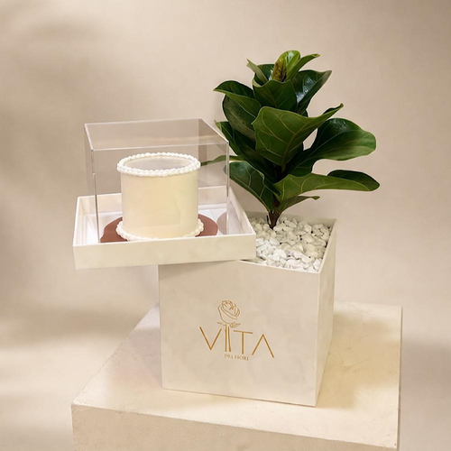 Allier - This white box contains a fiddle leaf fig plant, arranged beautifully in a box with a cake. Height: 50 Width: 20