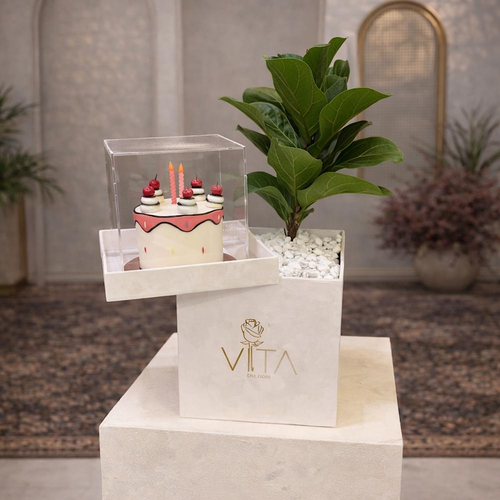 Colmar - This white box contains a fiddle leaf fig plant, arranged beautifully in a box with a cake. Height: 50 Width: 20