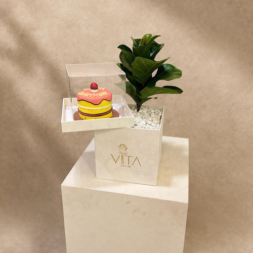Aube - This white box contains a fiddle leaf fig plant, arranged beautifully in a box with a cake. Height: 50 Width: 20
