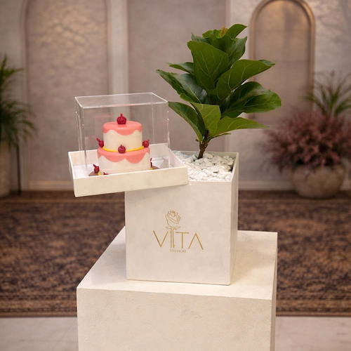 Metz - This white box contains a fiddle leaf fig plant, arranged beautifully in a box with a cake. Height: 50 Width: 20