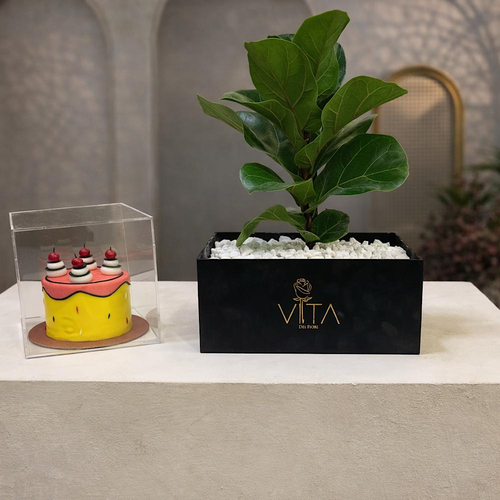 Toulon - This black box contains a fiddle leaf fig plant, arranged beautifully in a box with a cake. Height: 50 Width: 20