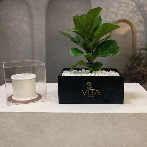Exeter - This black box contains a fiddle leaf fig plant, arranged beautifully in a box with a cake Height: 50 Width: 20