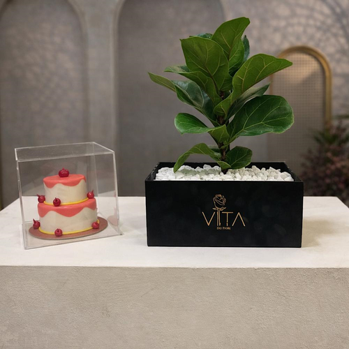 Tyne - This black box contains a fiddle leaf fig plant, arranged beautifully in a box with a cake. Height: 50 Width: 20