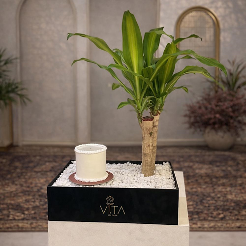 Albans - This black box contains a happy plant , arranged beautifully in a box with a cake. Height: 50 Width: 20