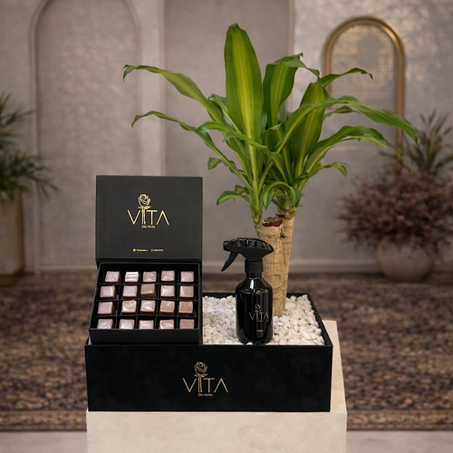 Luton - This black box contains a happy plant, arranged beautifully with a chocolate and a home spray. Height: 50 Width: 40