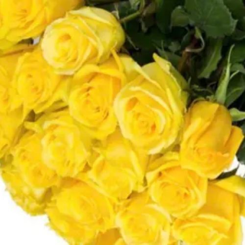 Collection Yellow Gory Roses - Collection of yellow gory roses With wrapping cellophane