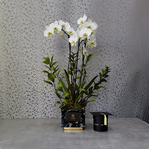 Alora - Height: 70 cm
Width: 30 cm

This box contains orchid plants with a box of chocolates.