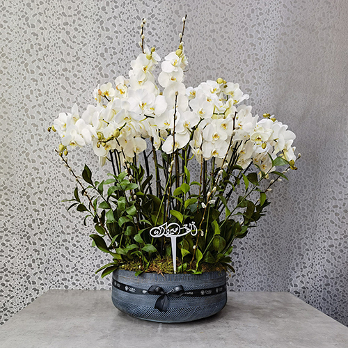 Orchid Casa - Height: 100 cm
Width: 80 cm

This vase contains orchid plants.