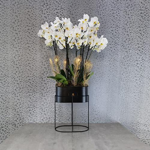 Indira White - Height: 110 cm
Width: 60 cm

A stand contains orchid plants.