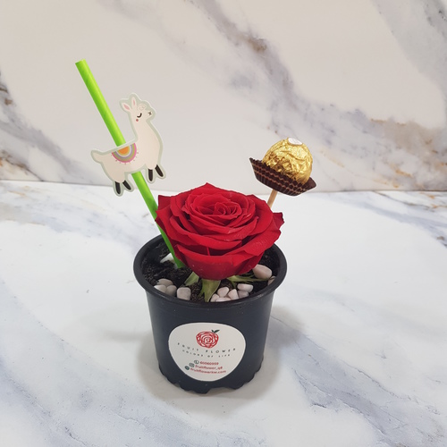 Rose in a plastic pot 227 - rose in a pot with white rocks and sticker on straw and piece of ferrero chocolate  height 20 cm 
 width 15 cm