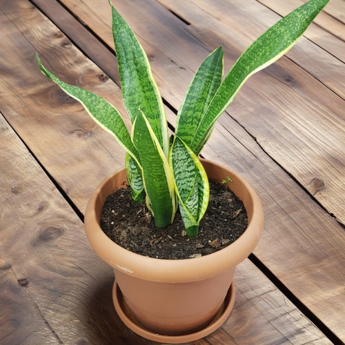 SANSEVIERIA TRIF LAURENT gold 937 - Enhance your living space with this elegant yellow snake plant in a elegant pot, perfect for adding a touch of nature to any room.  The sansevieria trif laurent gold, known for its air-purifying qualities, comes in a pot measuring 25 cm in height and 25 cm in width,  making it a versatile and stylish addition to your interior decor.