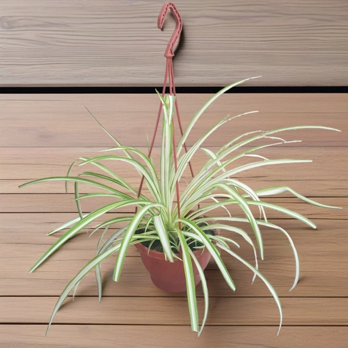 spider plant 935 - Enhance your indoor space with this beautiful spider plant, featuring lush green leaves that will brighten up any room.  This plant comes in a stylish pot measuring 12 cm in height and 18 cm in width, making it the perfect addition to your home decor. Spider plants are wonderful, adaptable houseplants that can thrive in various conditions. Let me share some tips on caring for your spider plant: 
 1. *Light and Temperature*:    - Place your spider plant in *bright, indirect light*. The more light it receives, the bolder the stripes on its leaves will be.    - Avoid too much *direct sunlight, as it can scorch the leaves. If you lack an ideal location, consider using a **grow light*. 
 2. *Watering*:    - Water your spider plant when *50-75% of the soil volume is dry*.    - Crispy tips indicate underwatering, while dark brown tips suggest overwatering.    - Ensure proper drainage and discard excess water from the saucer. 
 3. *Humidity*:    - Spider plants do well in normal household humidity but thrive with a bit more moisture.    - Mist your spider plant regularly to maintain humidity. 
 4. *Temperature*:    - Keep your spider plant in temperatures between  (15–27°C). 
 5. *Fertilizing*:    - Feed your spider plant once a month during spring and summer with an *all-purpose indoor plant fertilizer*. 
 6. *Propagation*:    - Mature spider plants produce 