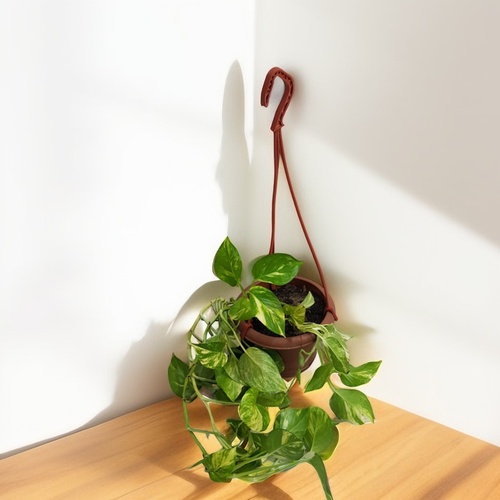 Pothos (money) plant 934 - Enhance your indoor space with our charming white pot featuring a lovely Pothos plant which is called money plant with hanging pot gracefully.  This indoor plant is perfect for adding a touch of greenery to your home or office.  The pot measures 50 cm in height and 20 cm in width, making it ideal for any space.