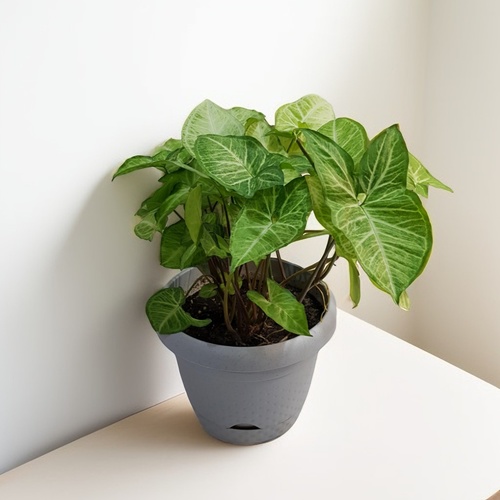 Stark Arrowhead Syngonium 936 - Enhance your living space with our vibrant potted plant featuring lush green leaves, perfect for adding a touch of nature to any room. The plant is housed in a stylish  plant pot measuring 20 cm in both height and width,  making it an ideal size for any interior decoration.