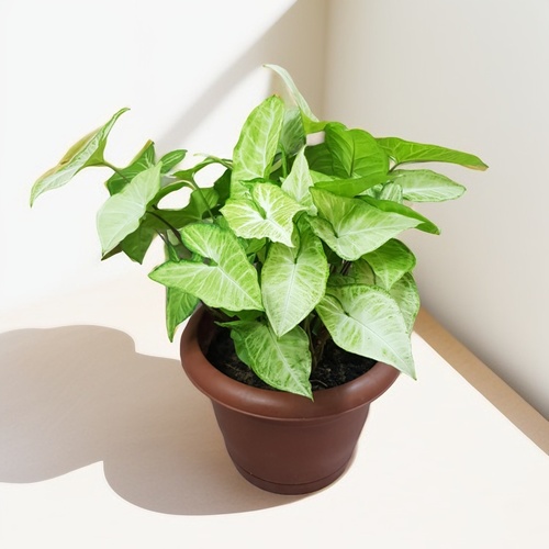 Stark Arrowhead Syngonium indoor plant 936 - Enhance your living space with our vibrant potted plant featuring lush green leaves, perfect for adding a touch of nature to any room. indoor plant. The plant is housed in a stylish  plant pot measuring 20 cm in both height and width,  making it an ideal size for any interior decoration.