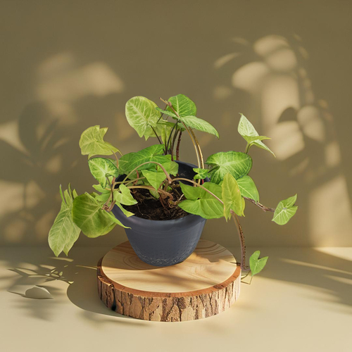 Fruit Flower - Stark Arrowhead Syngonium indoor plant 936 - Enhance your living space with our vibrant potted plant featuring lush green leaves, perfect for adding a touch of nature to any room. indoor plant. The plant is housed in a stylish plant pot measuring 20 cm in height and 25cm in width, making it an ideal size for any interior decoration.