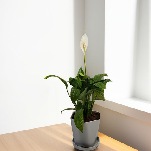 Spathiphyllum Plant Peace Lily indoor plant 921 - The Peace Lily (Spathiphyllum) is a low-maintenance indoor plant known for its elegant white blooms and glossy green leaves. It thrives in low to moderate light and helps purify the air. Ideal for beginners, it requires only occasional watering and light care.
18 cm in height and 20 cm in width,