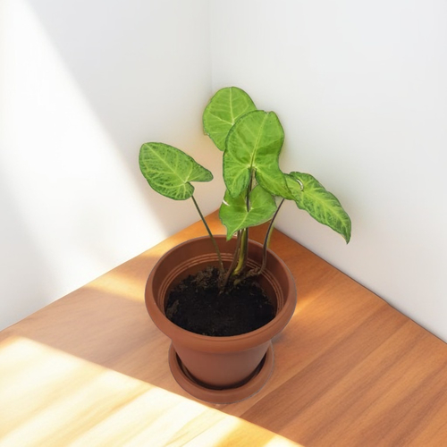 Stark Arrowhead Syngonium Indoor Plant 20Cm - Enhance your living space with our vibrant potted plant featuring lush green leaves, perfect for adding a touch of nature to any room. Indoor plant. The plant is housed in a stylish plant 20 height and 20 cm diameter, Making it an ideal size for any interior decoration.
