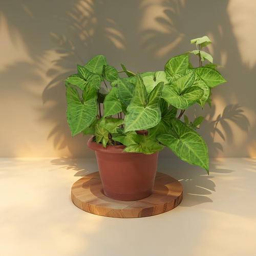Stark Arrowhead Syngonium indoor plant 936 - Enhance your living space with our vibrant potted plant featuring lush green leaves, perfect for adding a touch of nature to any room. indoor plant. The plant is housed in a stylish plant pot measuring 20 cm in height and 22cm in width, making it an ideal size for any interior decoration.