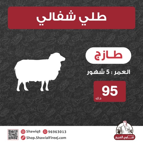 SHIFALI LAMB - SHIFALI LAMB 
AGE 5 MONTH