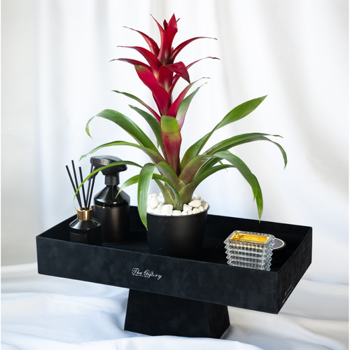 Office Gift - - Premium Black Velvet Box - Red Guzmania Indoor Plant - Heavenly Diffuser 250ml - Redolent Spray 500ml - French Oud Mamoul 3 Tola - Crystal Mabkhar