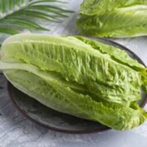 Kuwaiti-Jordanian Arabic lettuce (4 pieces medium weight)