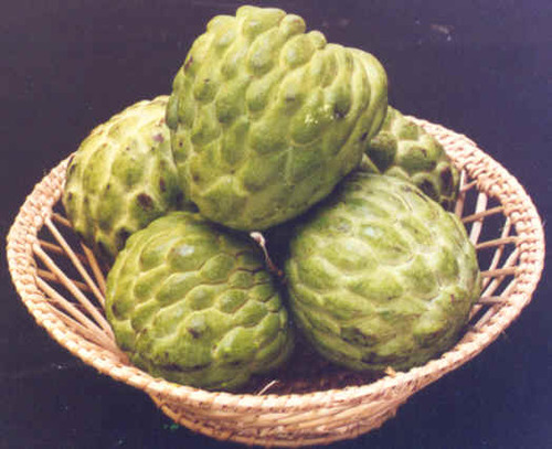 Lebanese  CUSTARD APPLE 1 CARTON// 4 KG