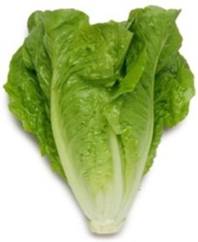 Arabic long lettuce (weight 1 kg)