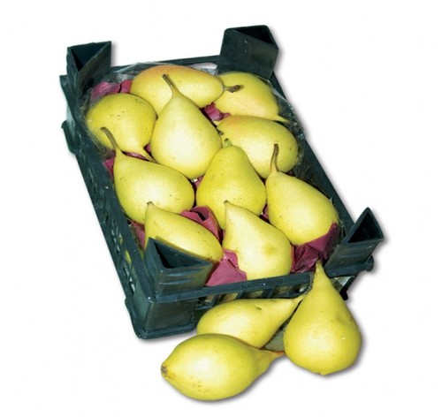 Syrian pear 1 packet (weight 1.5.kg)