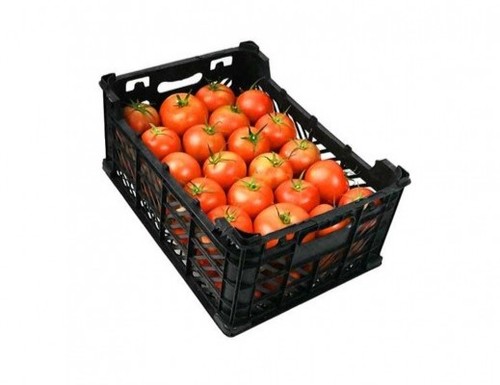 Syrian Basket Tomatoes (Weight: 5 kg)